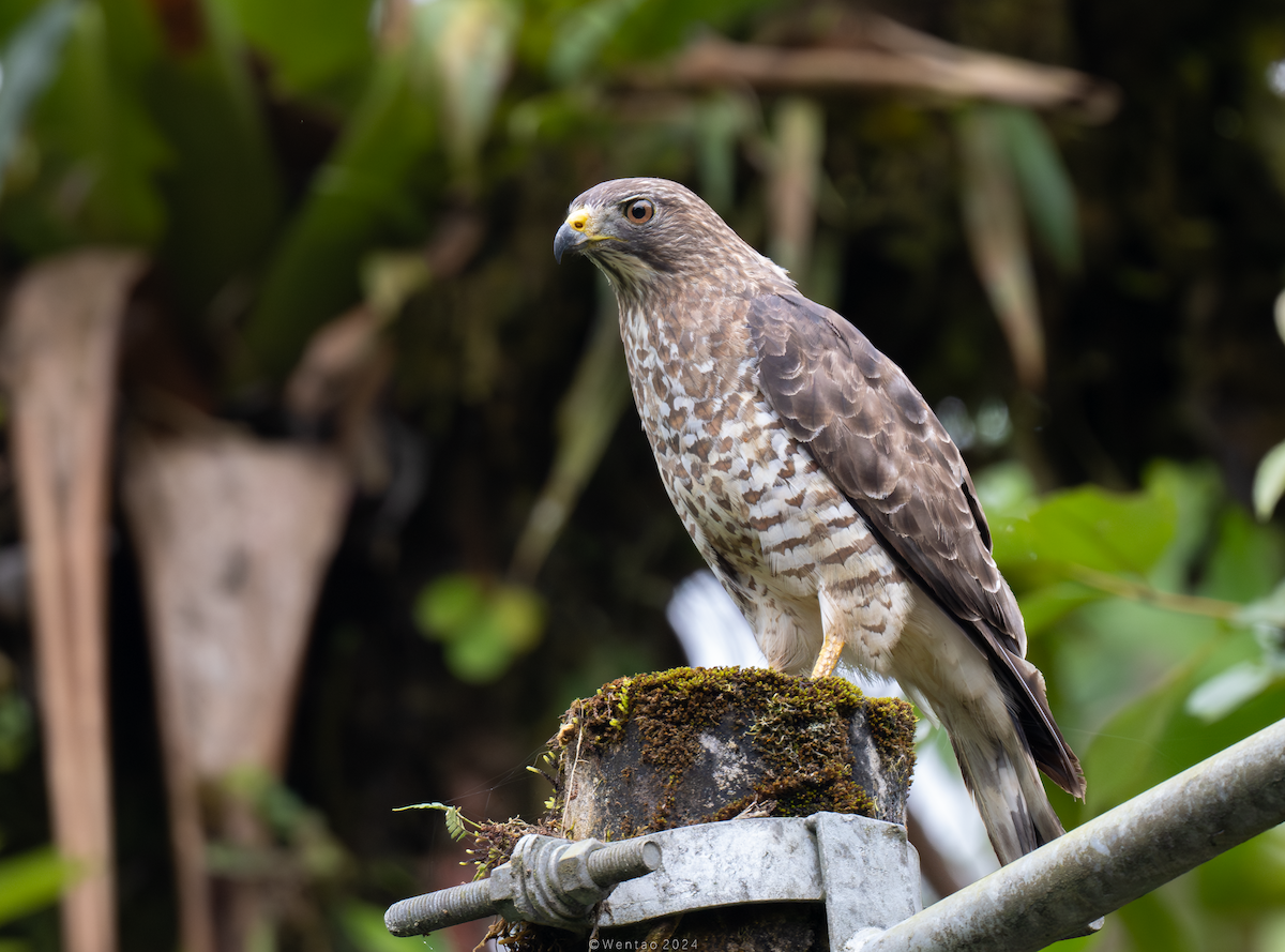 Broad-winged Hawk - Wentao Yang