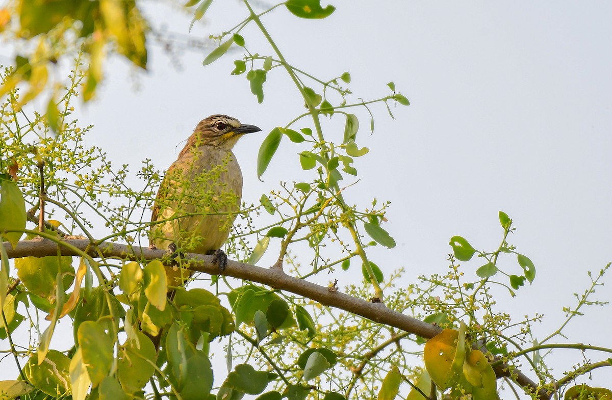 White-browed Bulbul - ML614177022