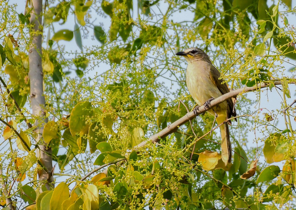 Bulbul Cejiblanco - ML614177023