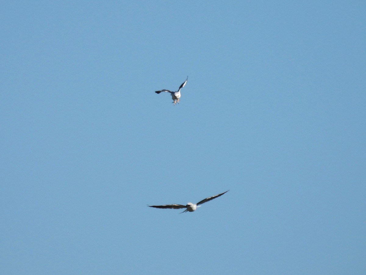 Black-shouldered Kite - ML614177037