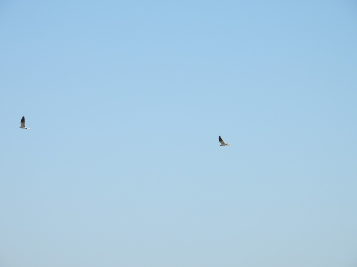 Black-shouldered Kite - ML614177038