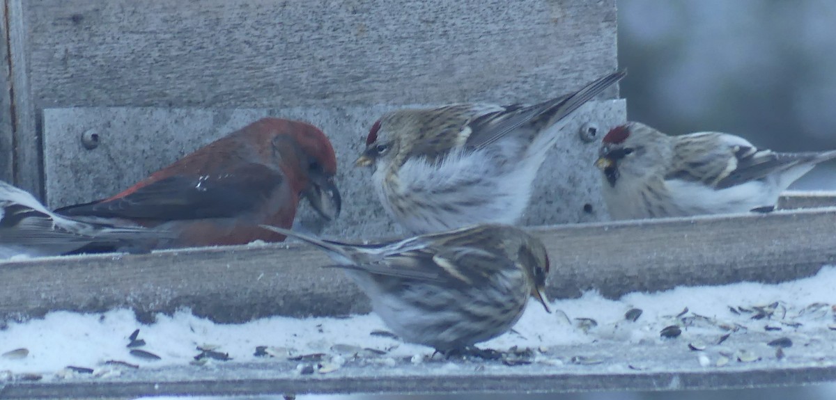 Common/Hoary Redpoll - ML614177126