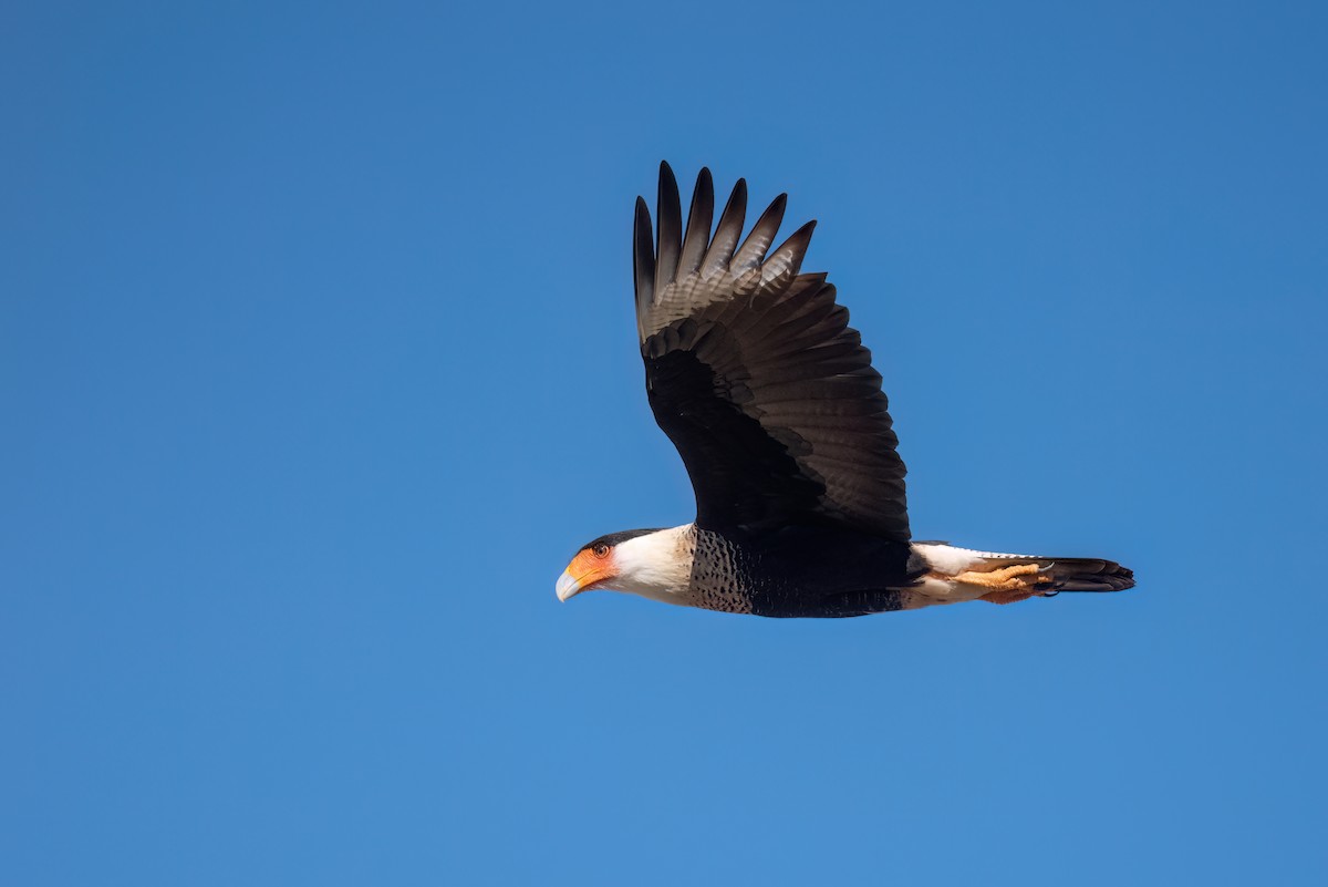 Crested Caracara - ML614177153