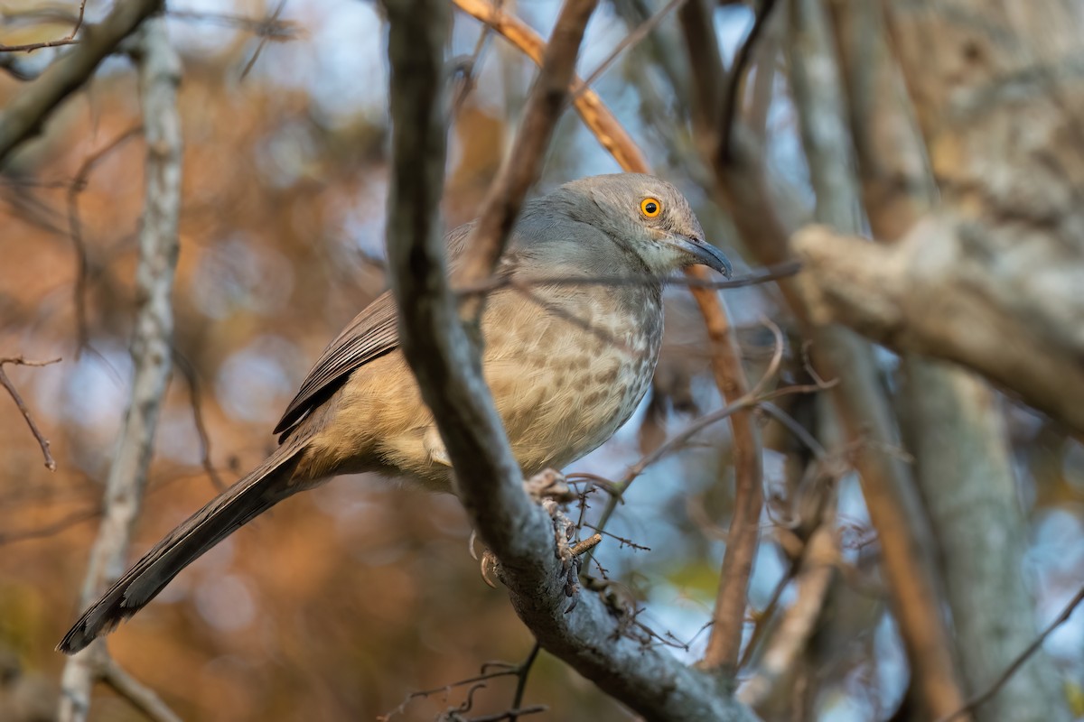 Curve-billed Thrasher - ML614177176