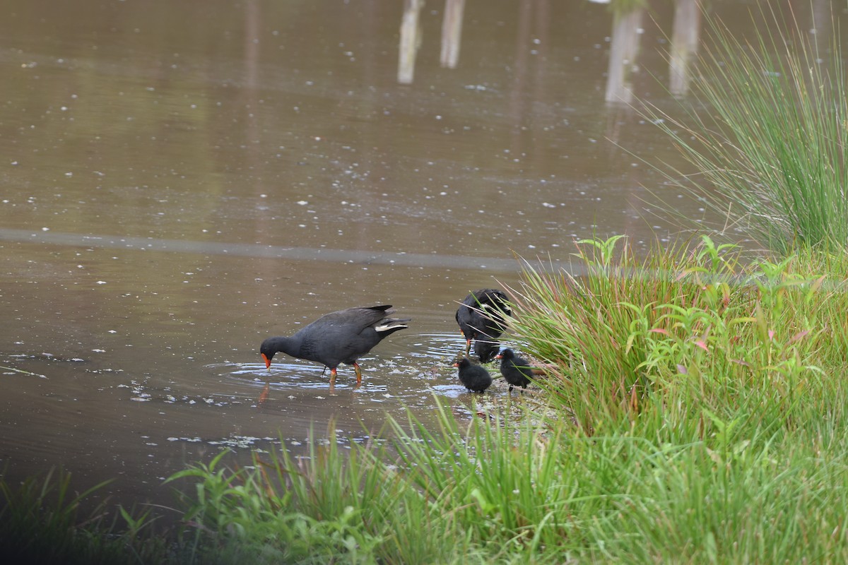 Gallinule sombre - ML614177191