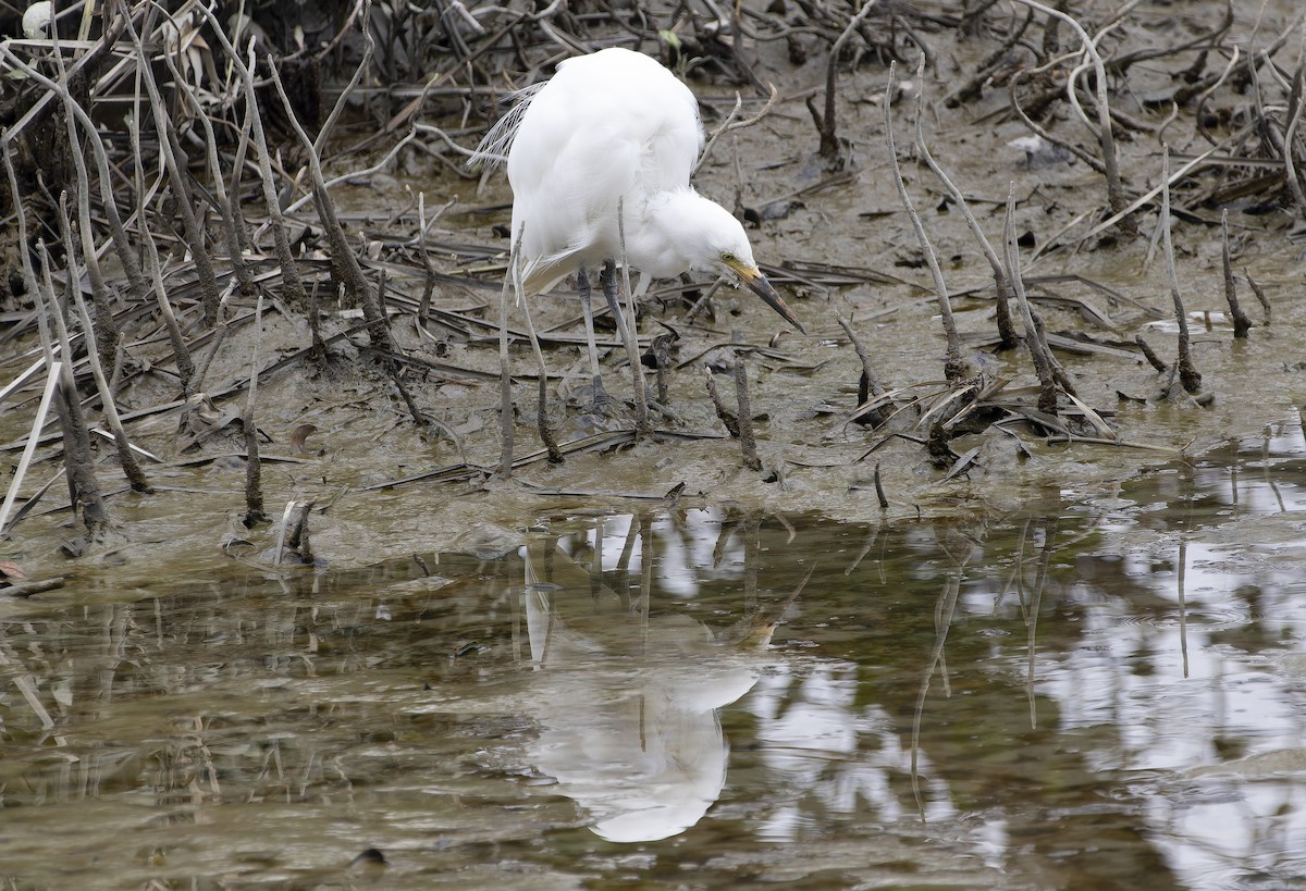 Little Egret - ML614177194