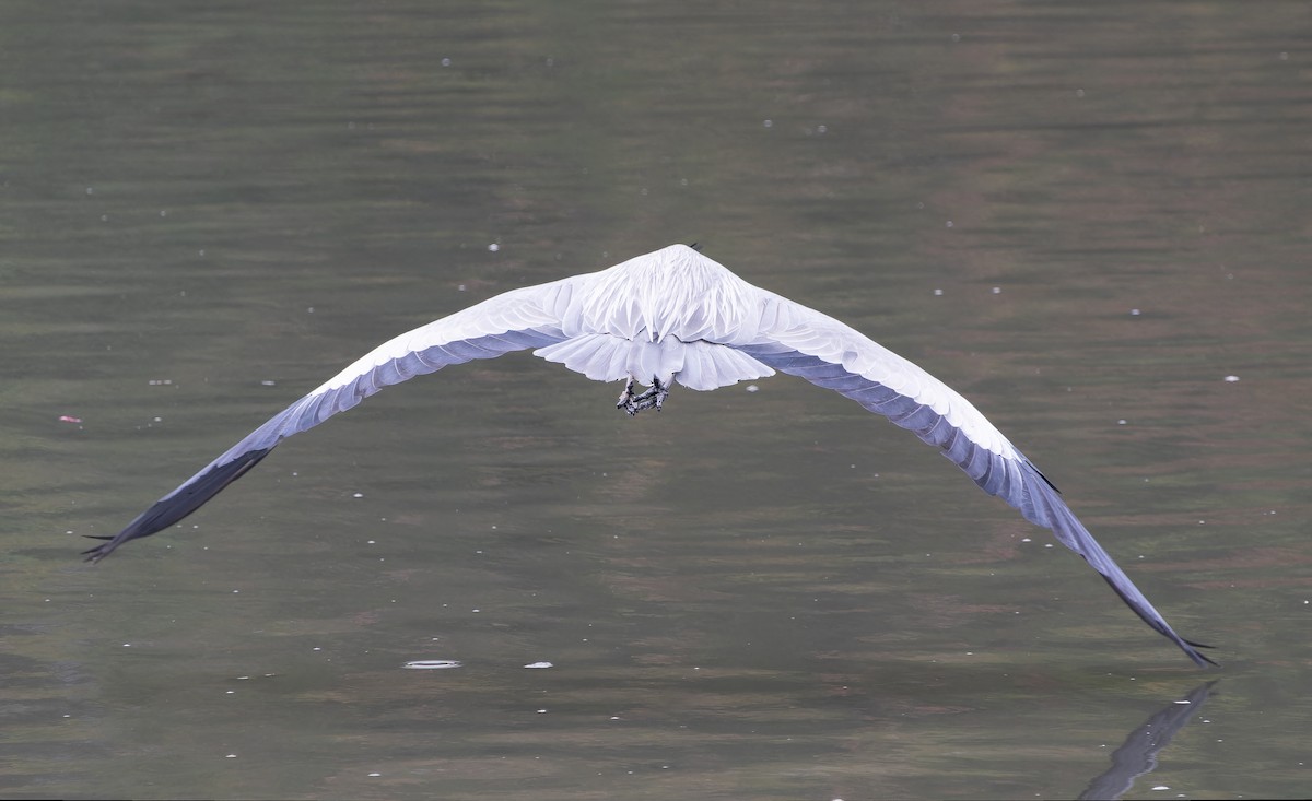 Gray Heron - ML614177201