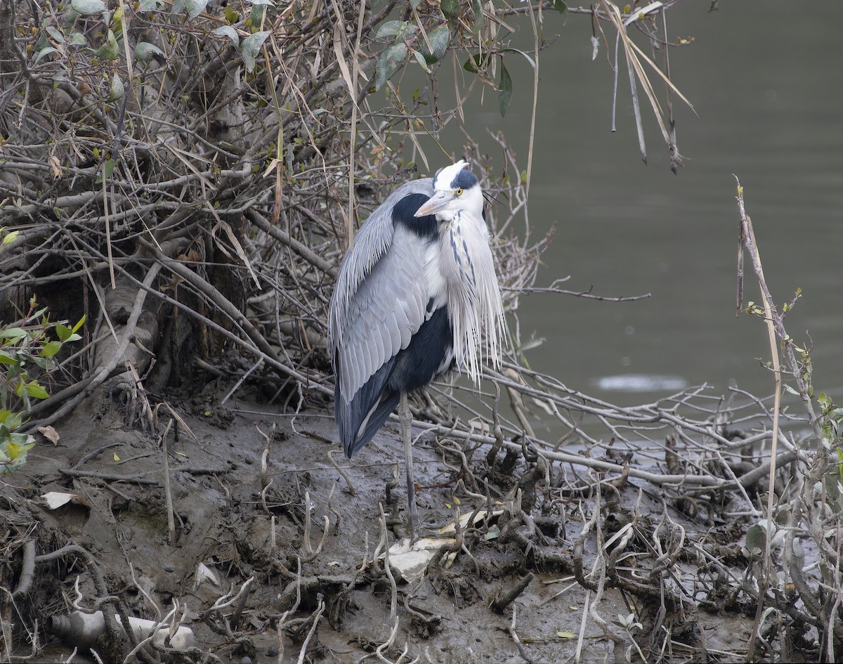 Gray Heron - Matthieu Chotard