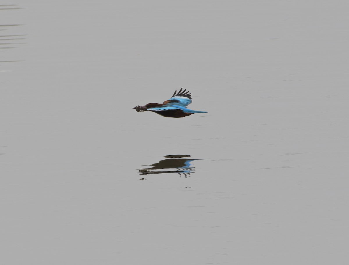 White-throated Kingfisher - ML614177214