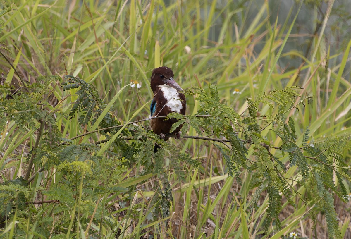 White-throated Kingfisher - ML614177217