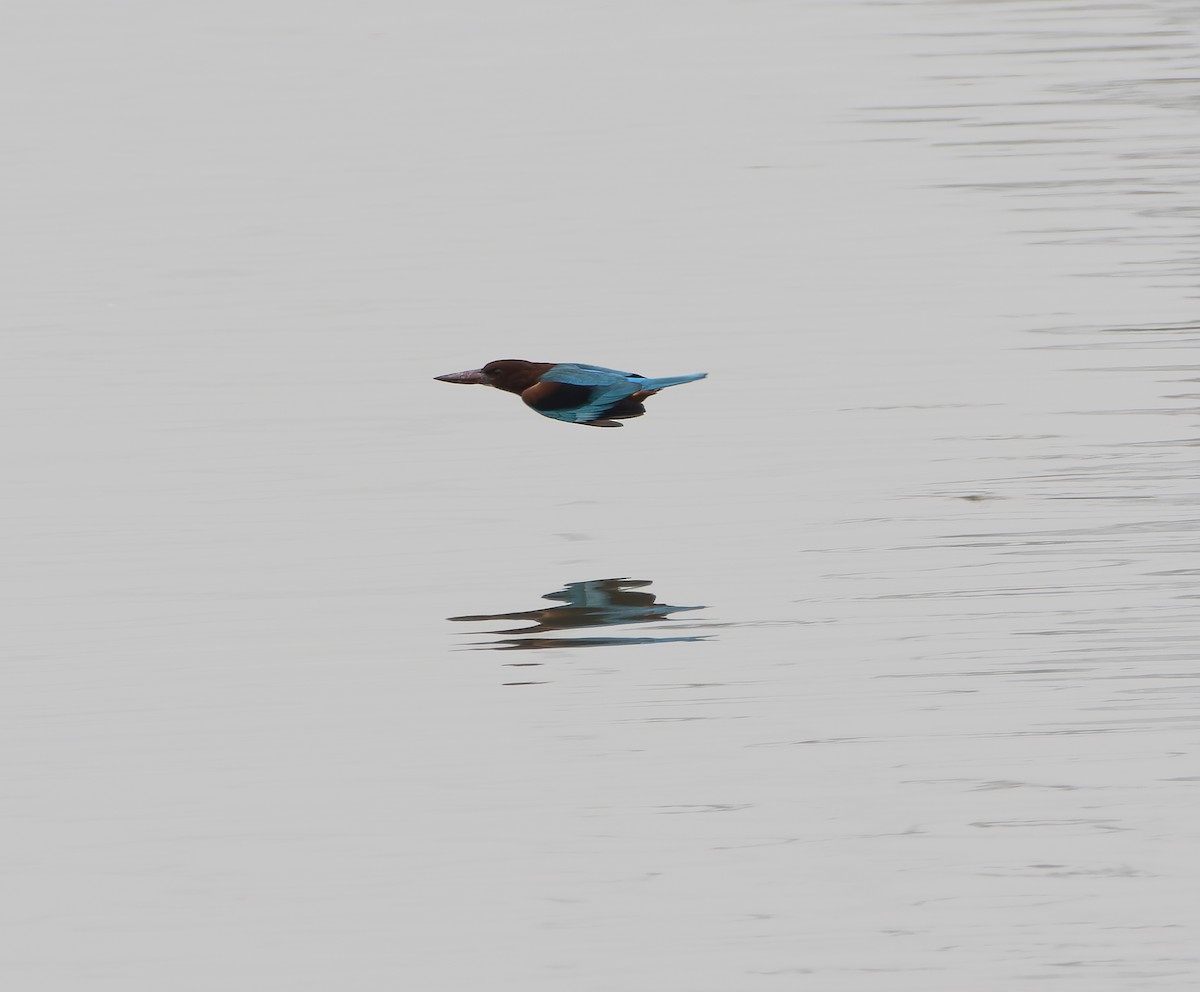 White-throated Kingfisher - ML614177219