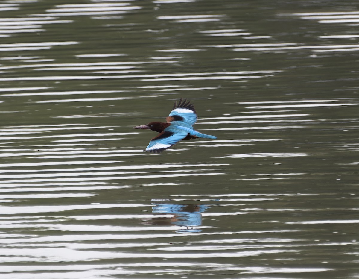 White-throated Kingfisher - ML614177220