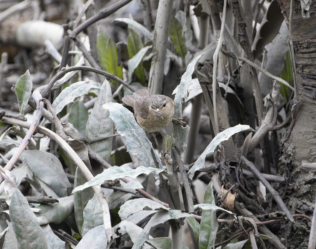 Mosquitero Sombrío - ML614177231