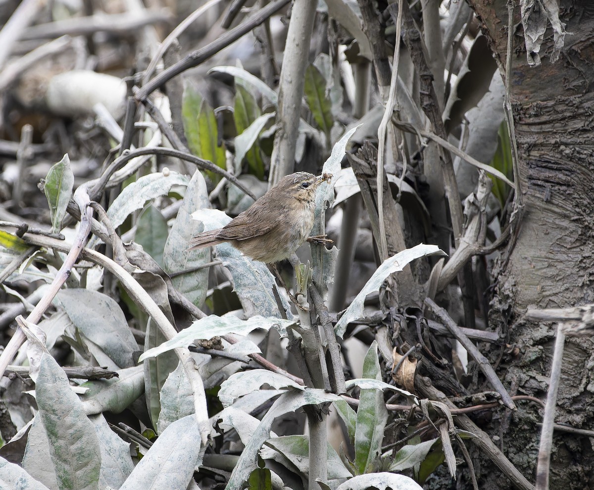 Mosquitero Sombrío - ML614177233