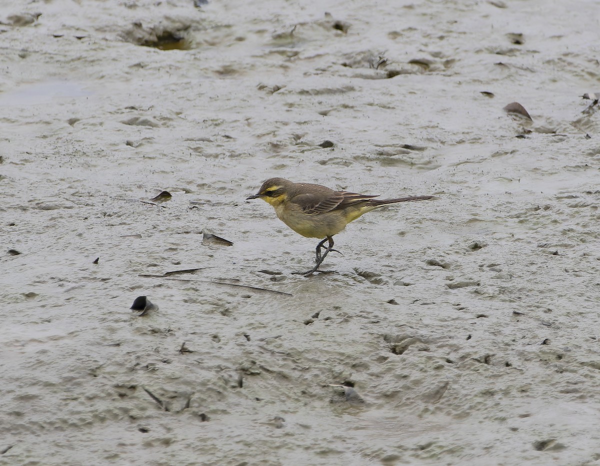 Eastern Yellow Wagtail - ML614177239