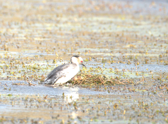 Silvery Grebe (Patagonian) - ML614177246