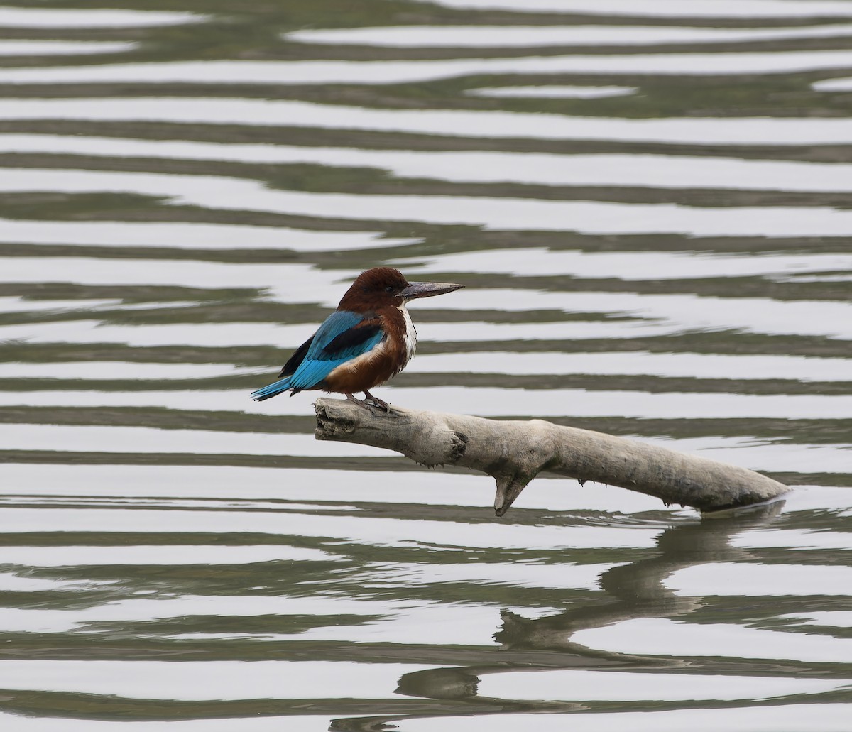 White-throated Kingfisher - ML614177249