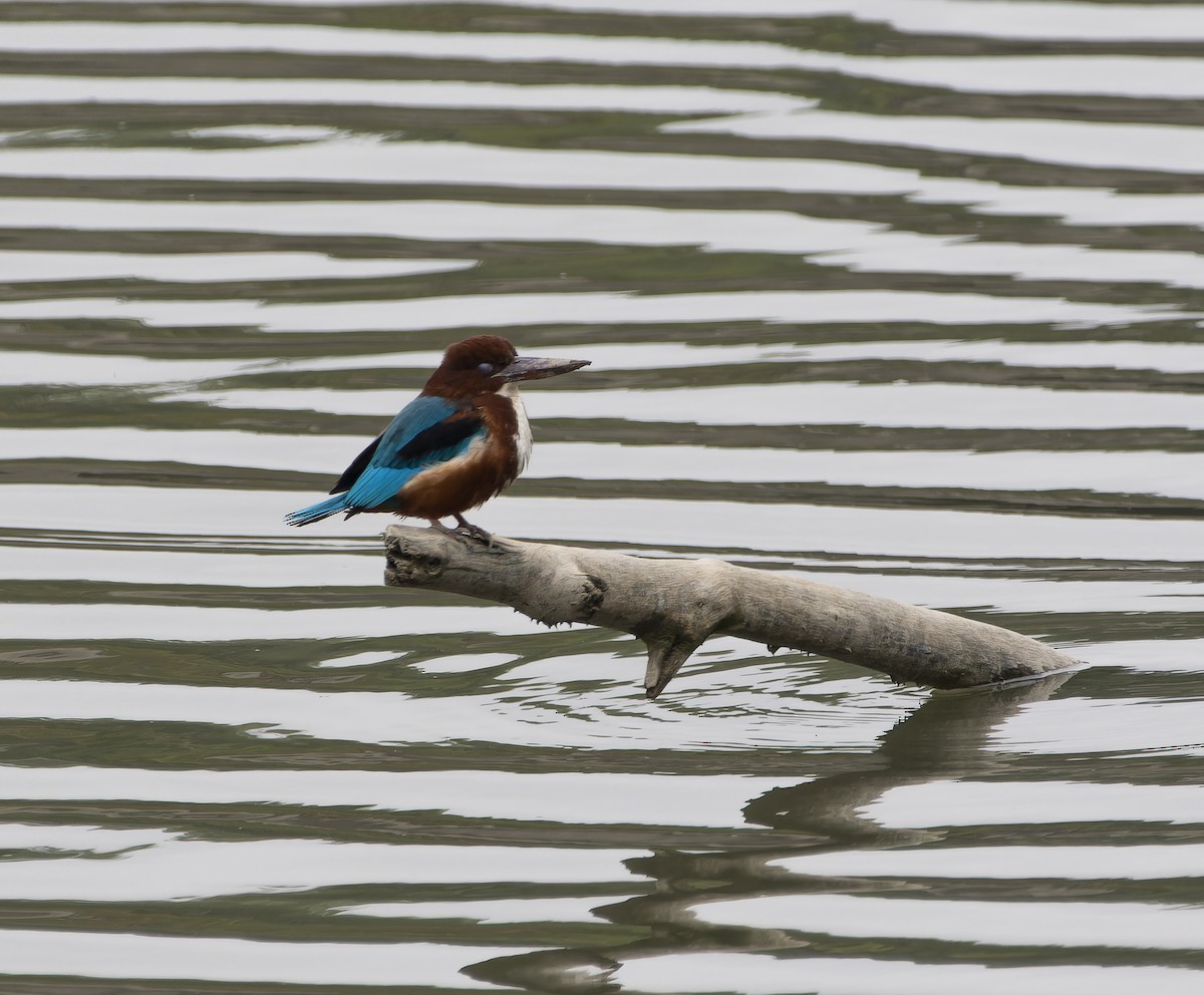 White-throated Kingfisher - ML614177250