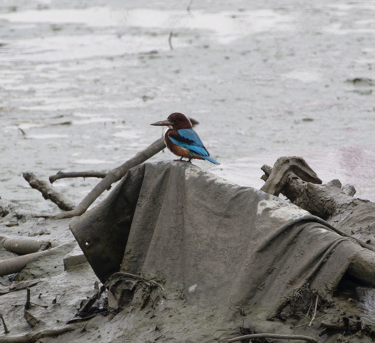 White-throated Kingfisher - ML614177251