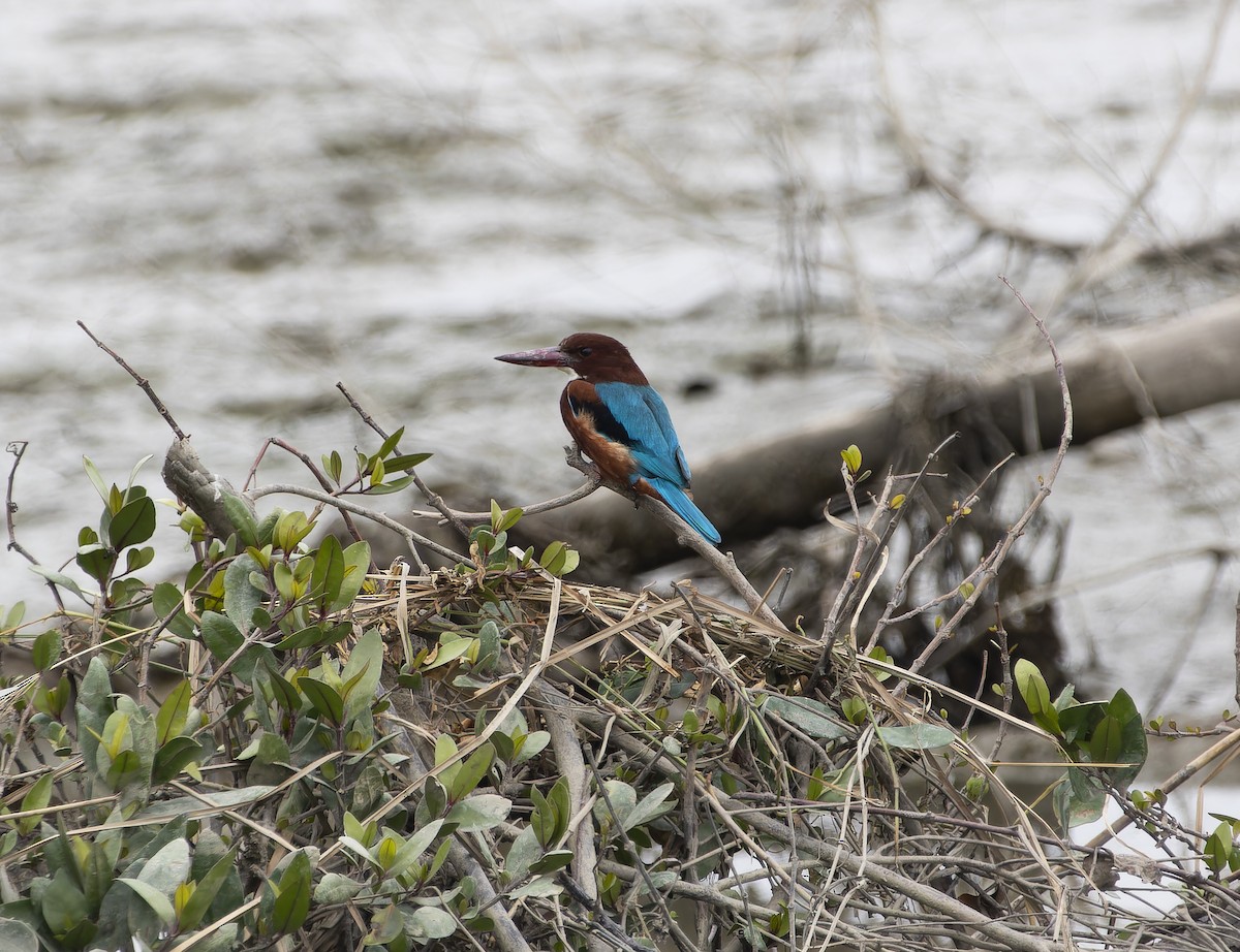 White-throated Kingfisher - ML614177252