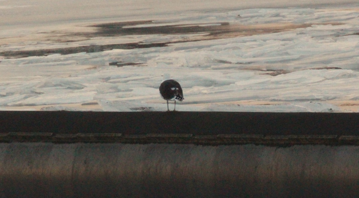 Great Black-backed Gull - ML614177270