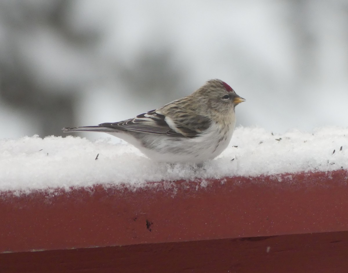 Hoary Redpoll - ML614177292