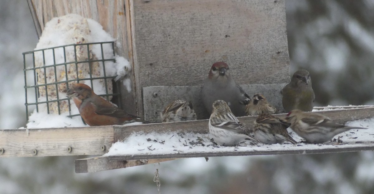 Hoary Redpoll - ML614177294