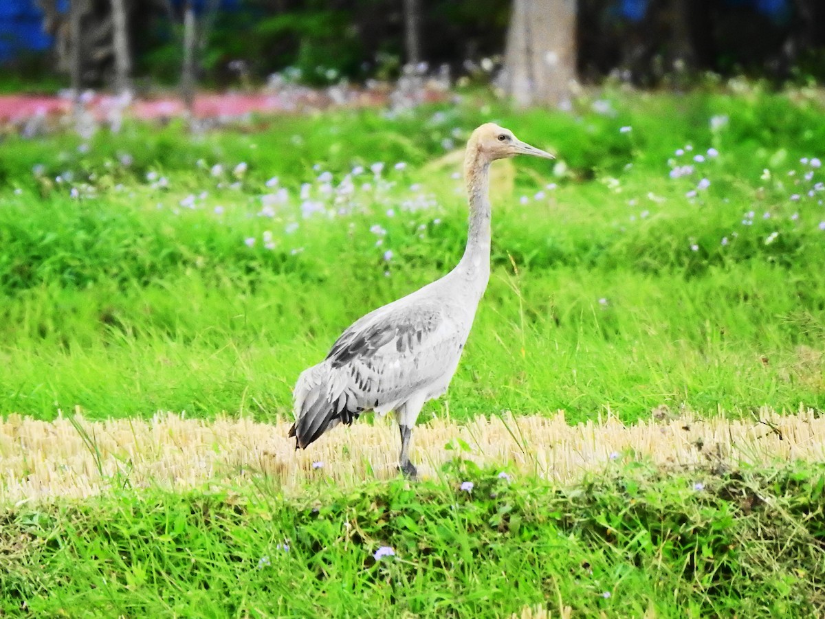 Common Crane - ML614177301