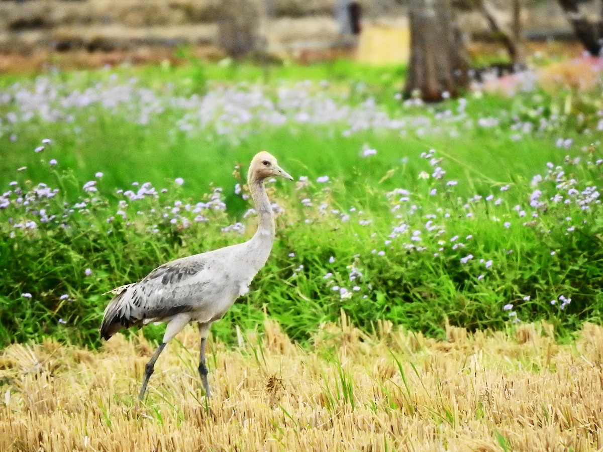 Common Crane - ML614177303