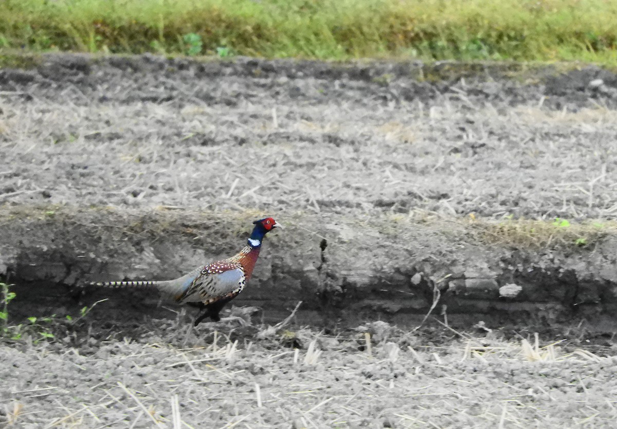 Ring-necked Pheasant - ML614177313