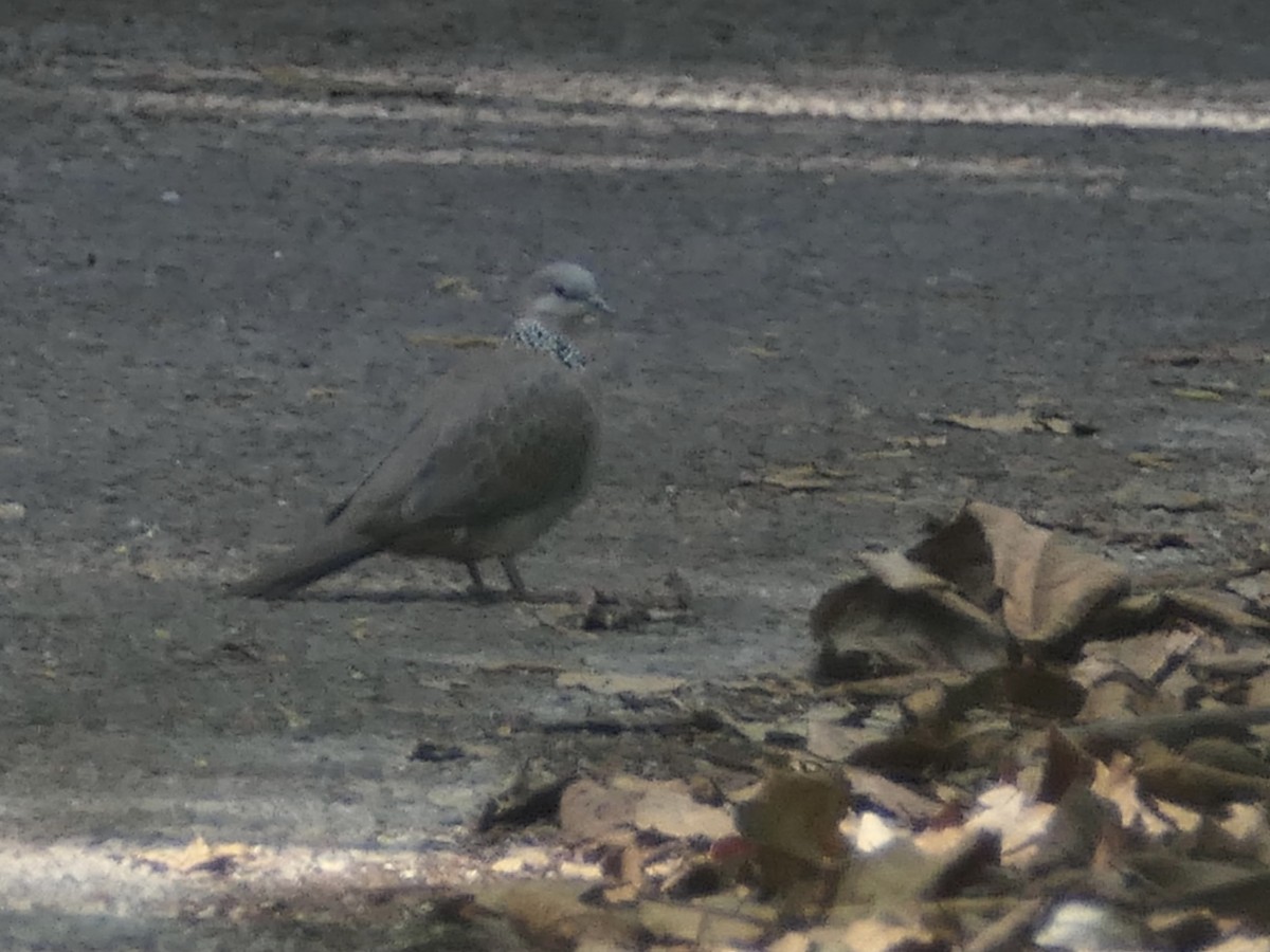 Spotted Dove - ML614177320