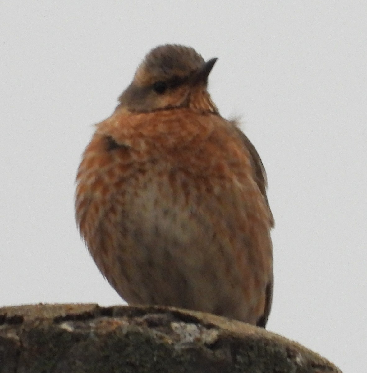 Naumann's Thrush - ML614177342