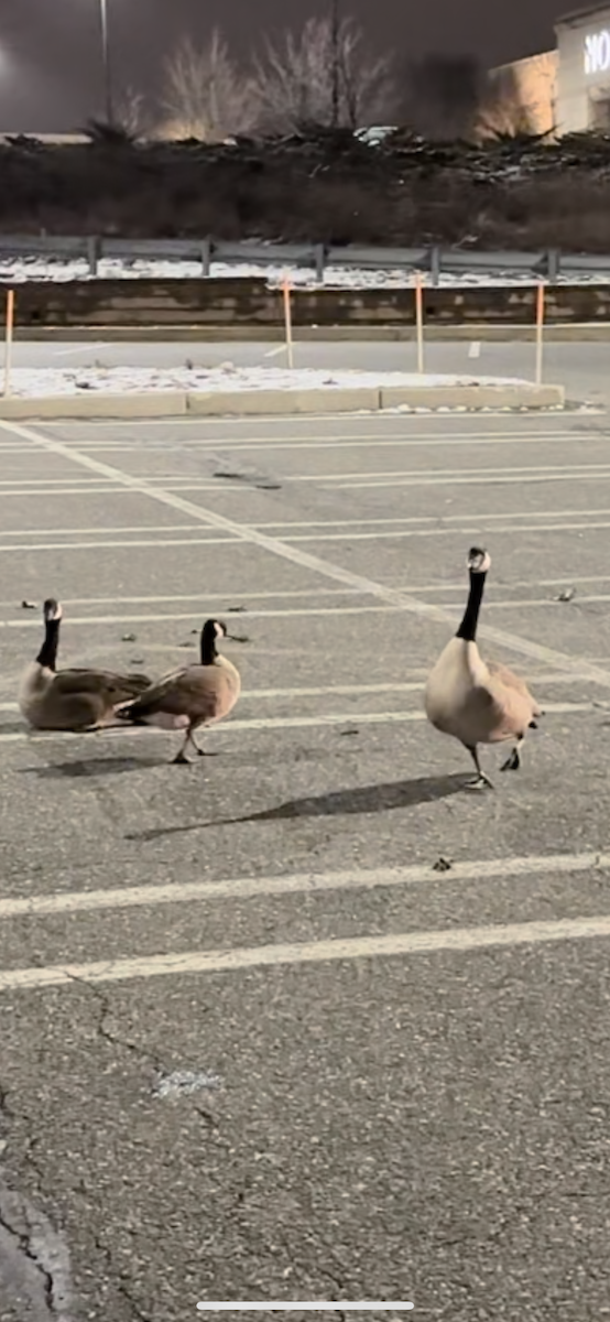 Canada Goose - Krysta B