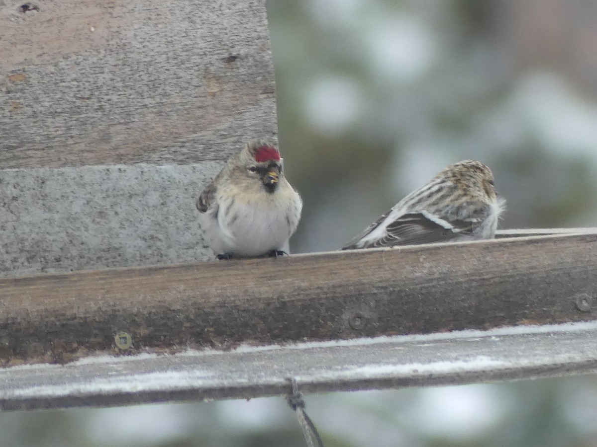 Hoary Redpoll - ML614177454