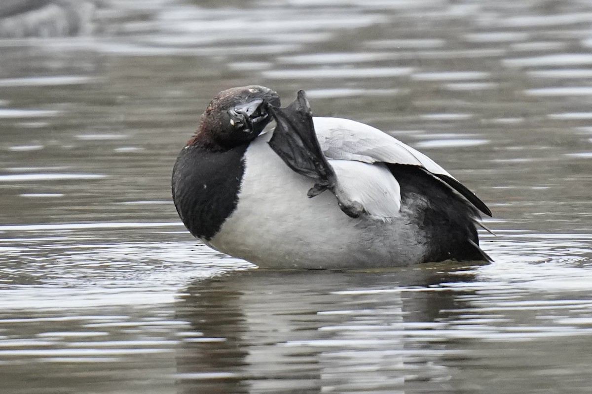 Canvasback - Sabine Jessen