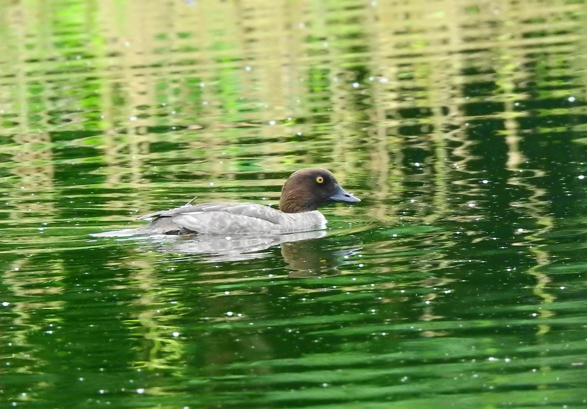 Common Goldeneye - ML614177603