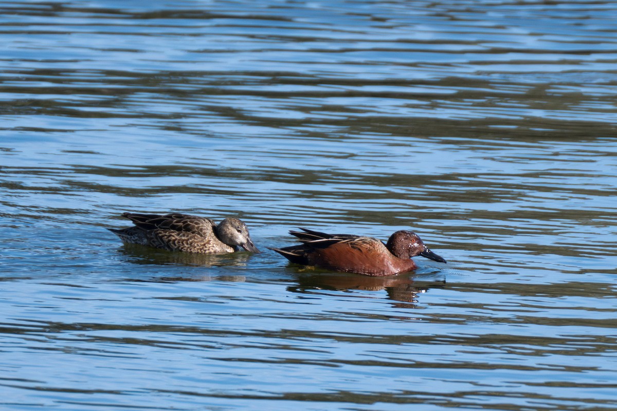 Cinnamon Teal - Erika Lippoldt