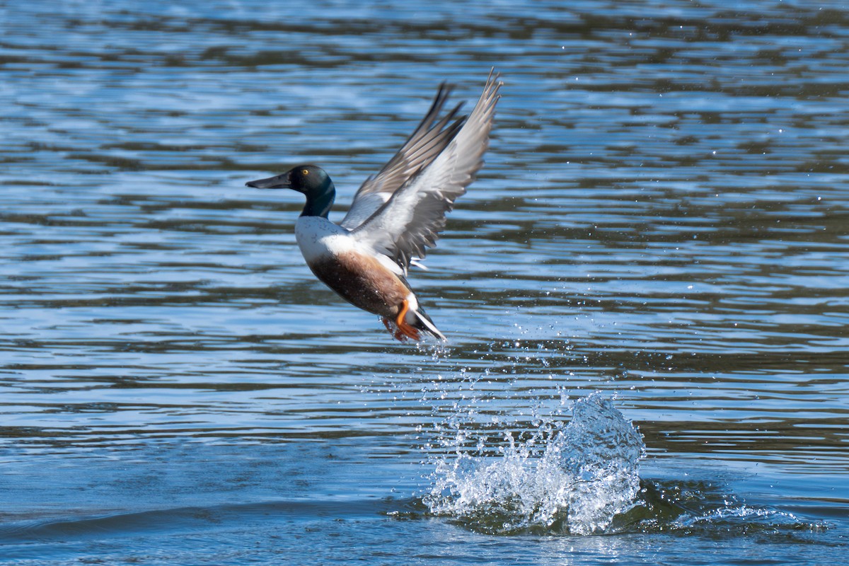 Northern Shoveler - Erika Lippoldt