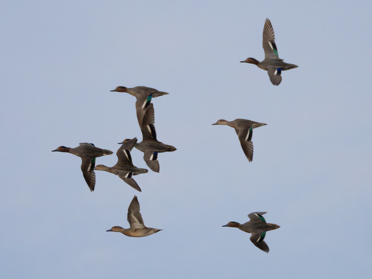 Green-winged Teal - ML614177632