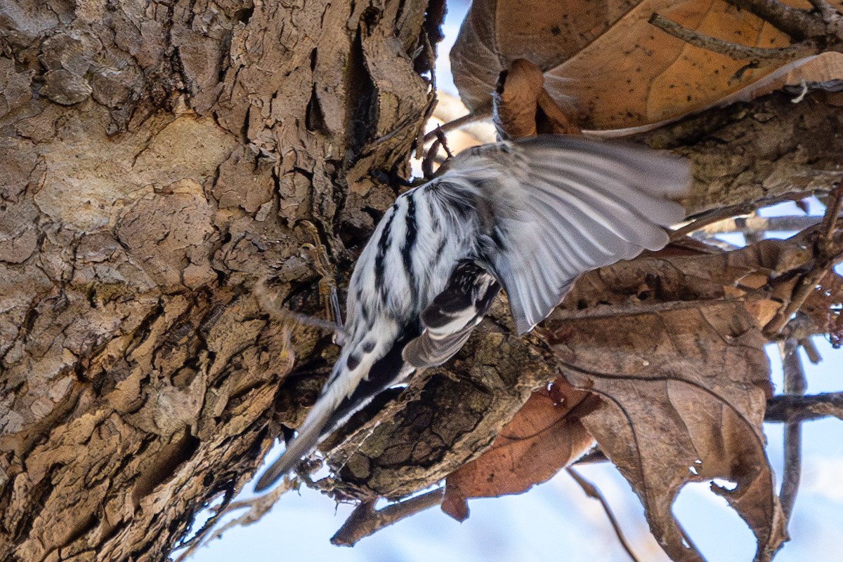 Black-and-white Warbler - Carole Rose