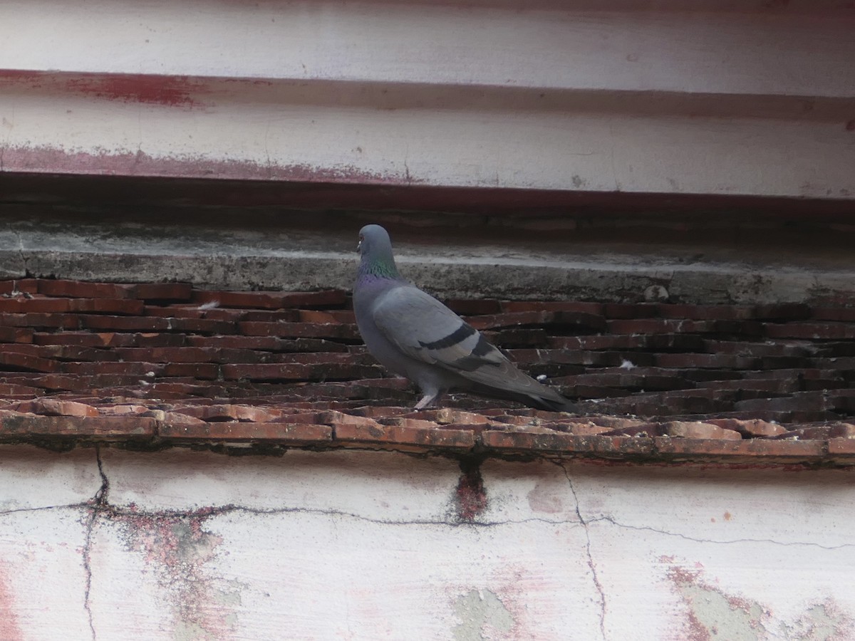 Rock Pigeon (Feral Pigeon) - ML614177743