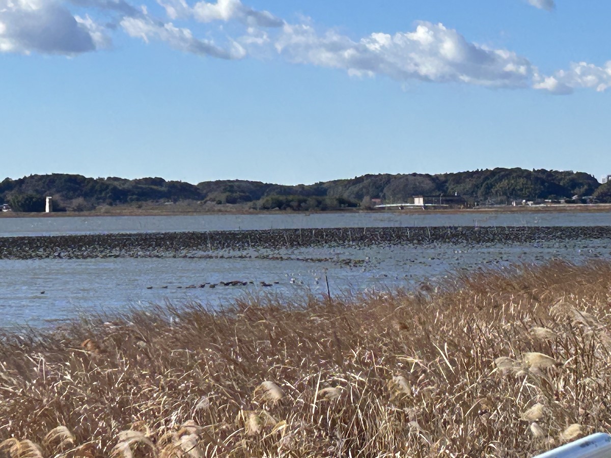 Baikal Teal - ML614177854