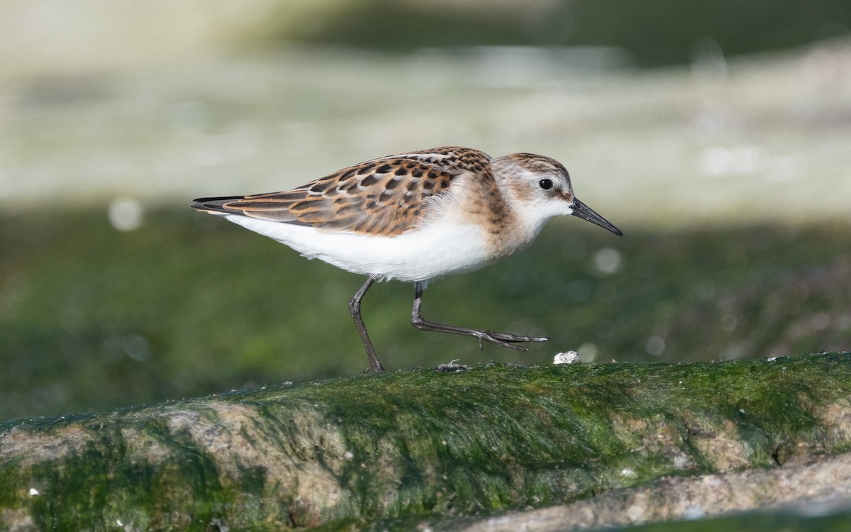 Little Stint - ML614177888