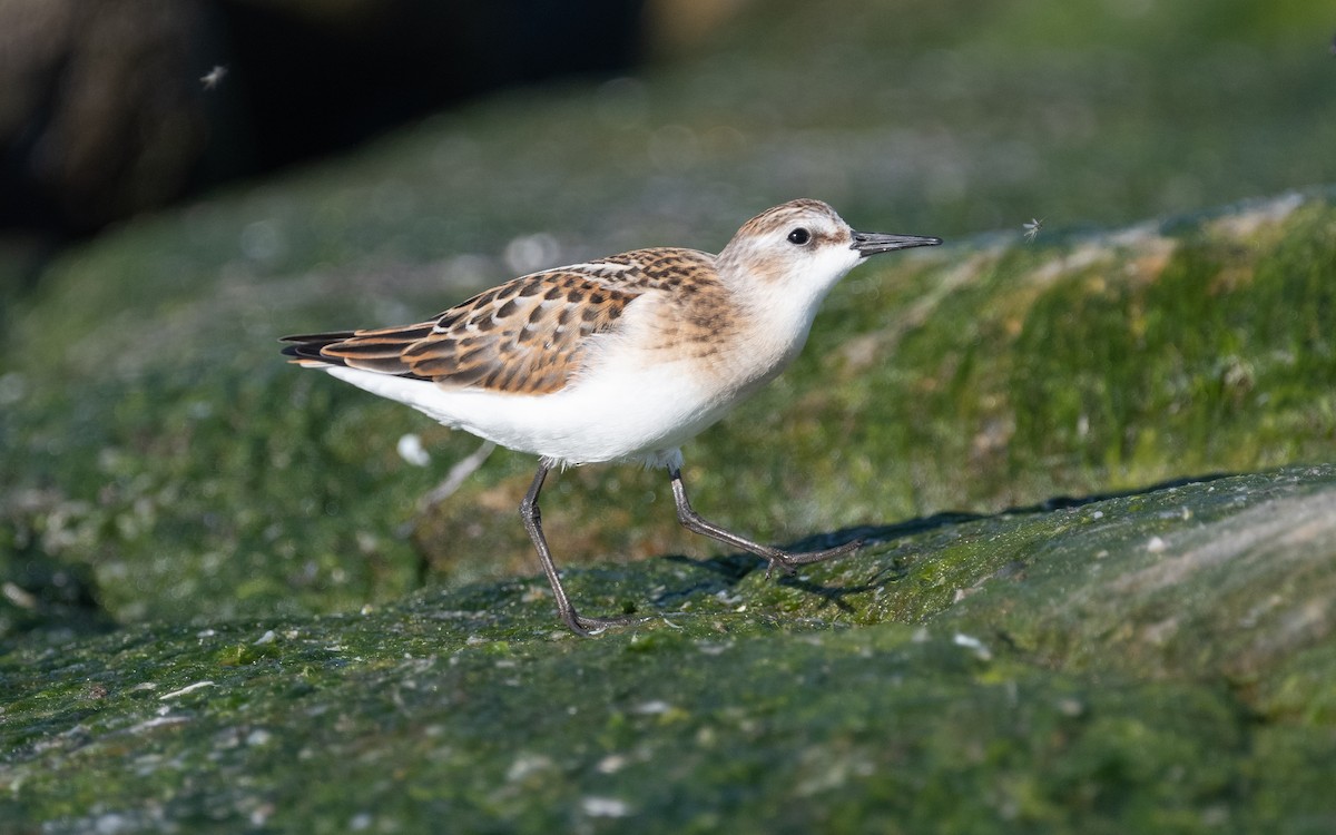 Little Stint - ML614177889