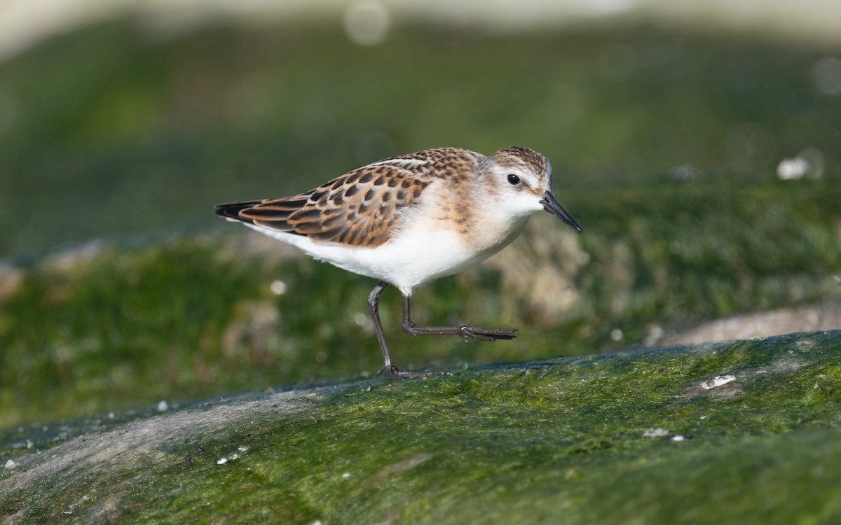 Little Stint - ML614177890