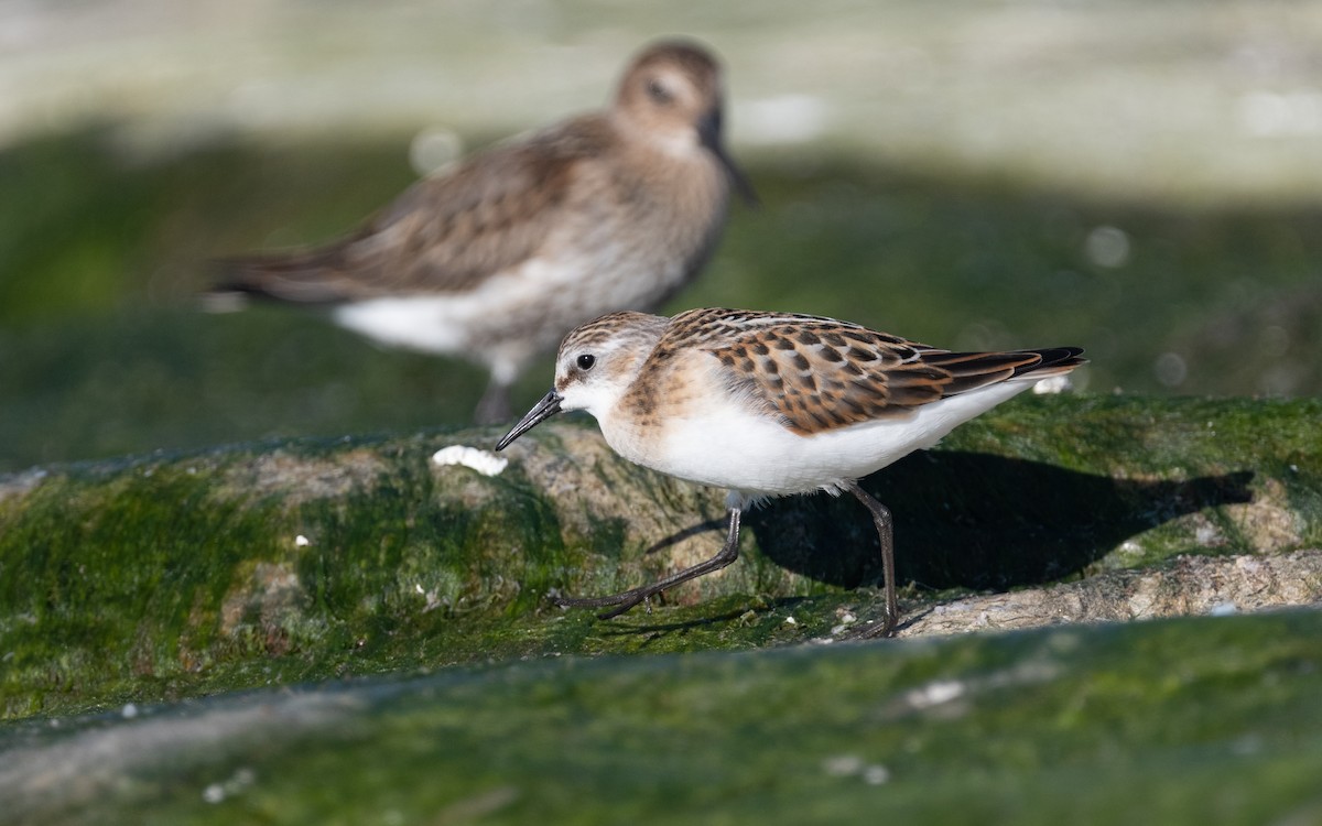Little Stint - ML614177891