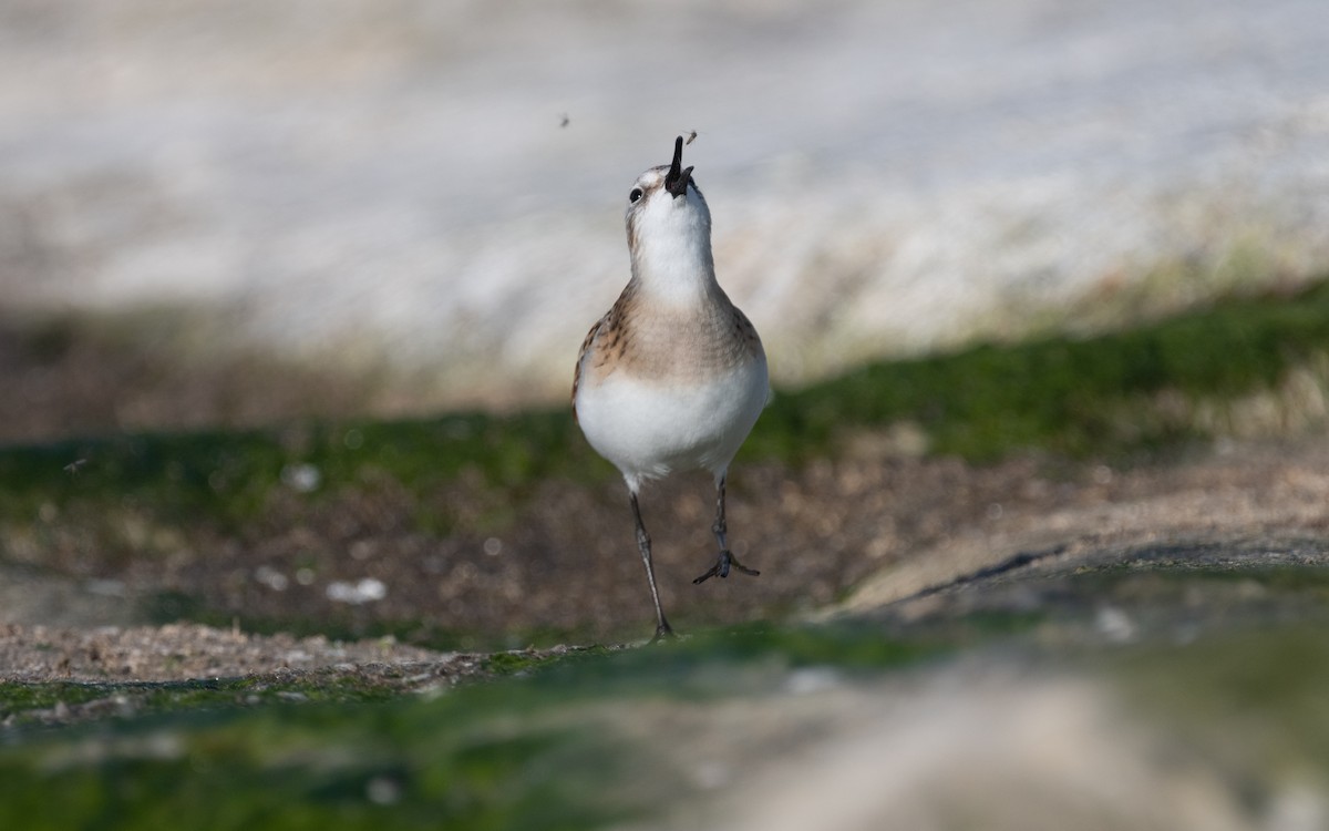 Little Stint - ML614177892