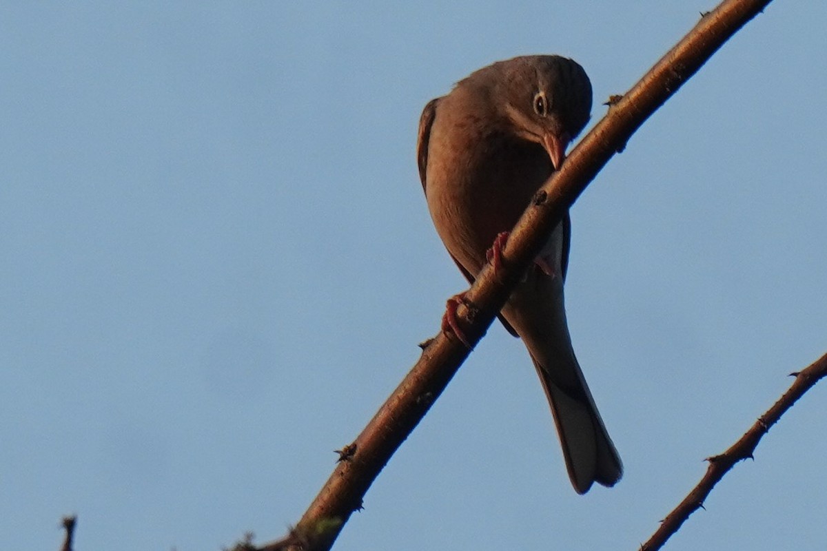 Gray-necked Bunting - ML614177902