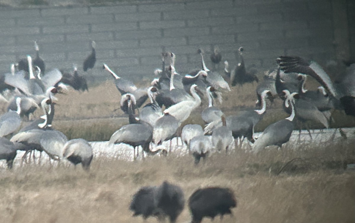 Siberian Crane - ML614177955