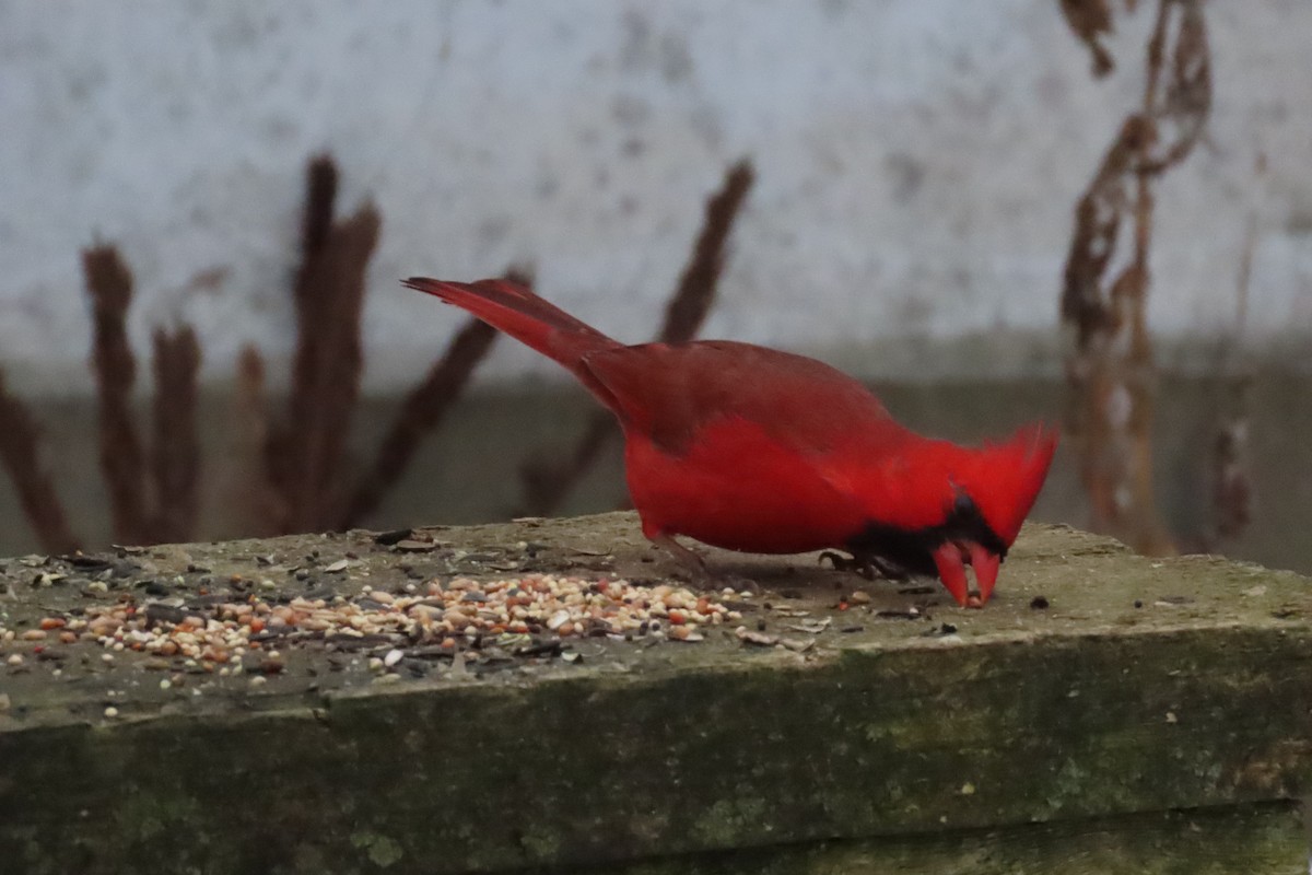 Cardinal rouge - ML614178146